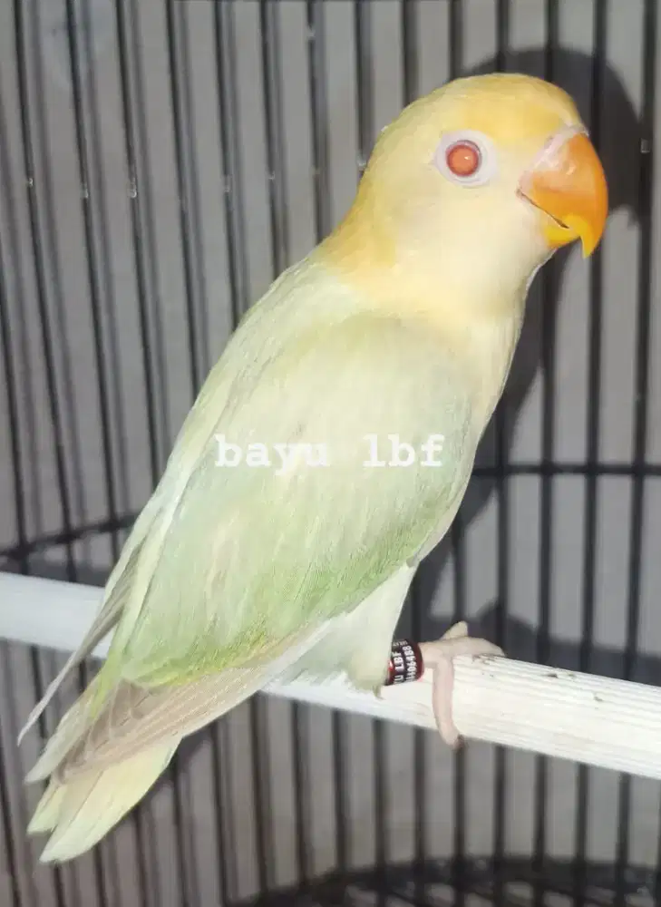 Burung Lovebird love bird Biola PB Euwing PF / BPE PF paud