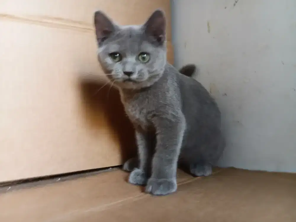 Bsh pure blue jantan 3,5bulan