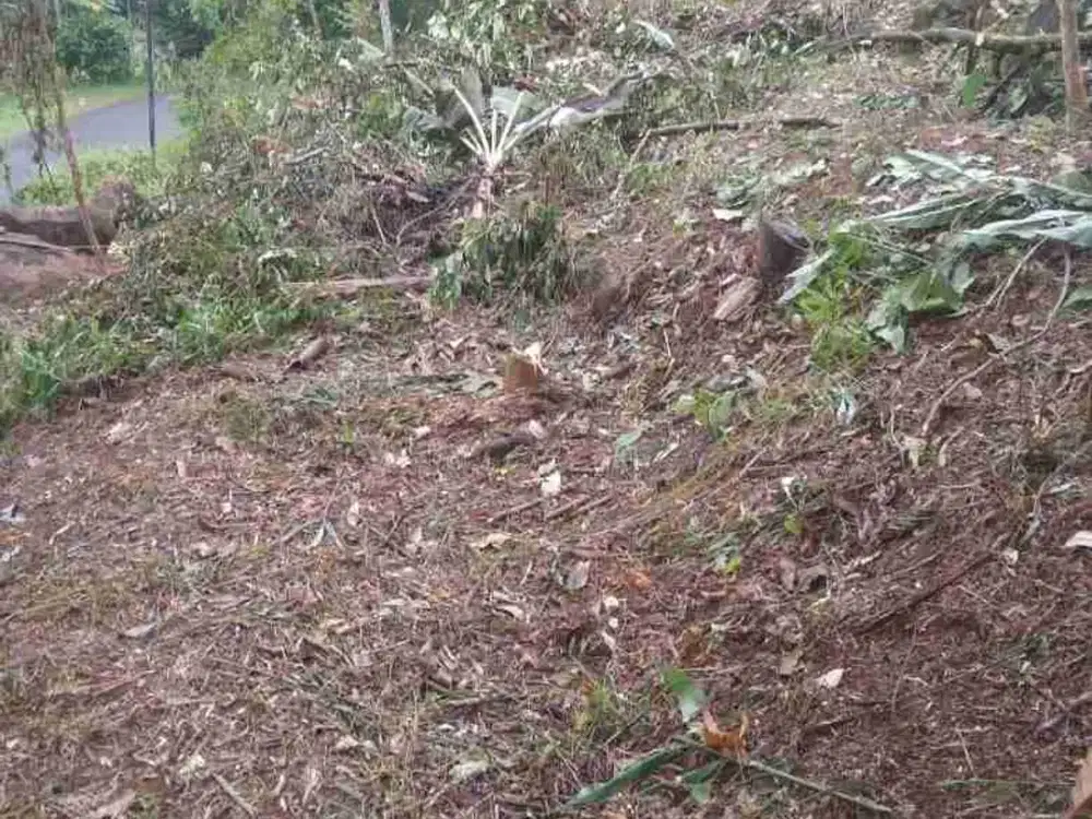 Dijual murah tanah kebun di wonotunggal batang kedungmalang Jawa Tengah