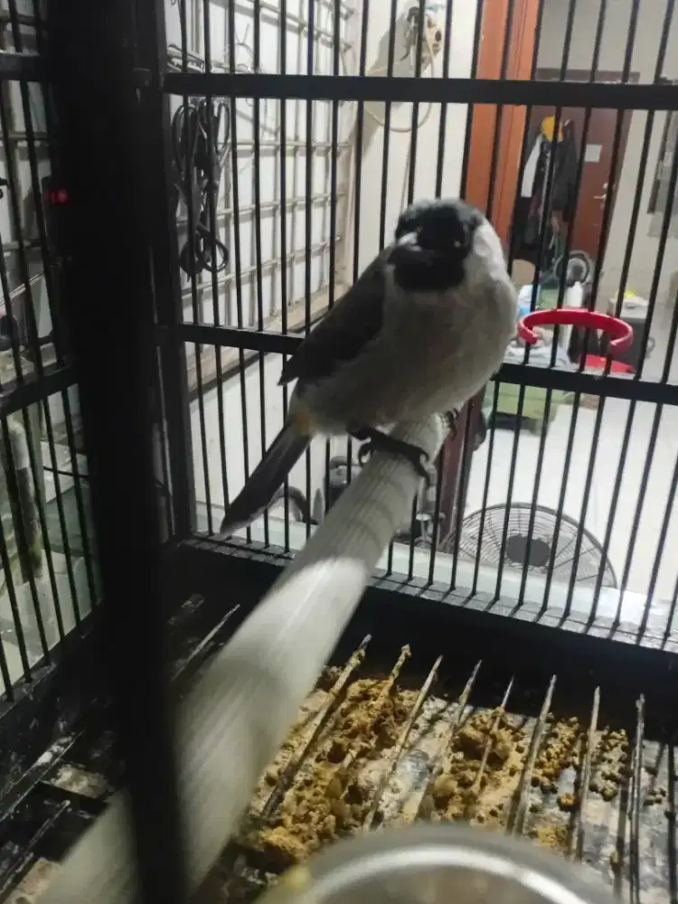 Kutilang jinak jantan