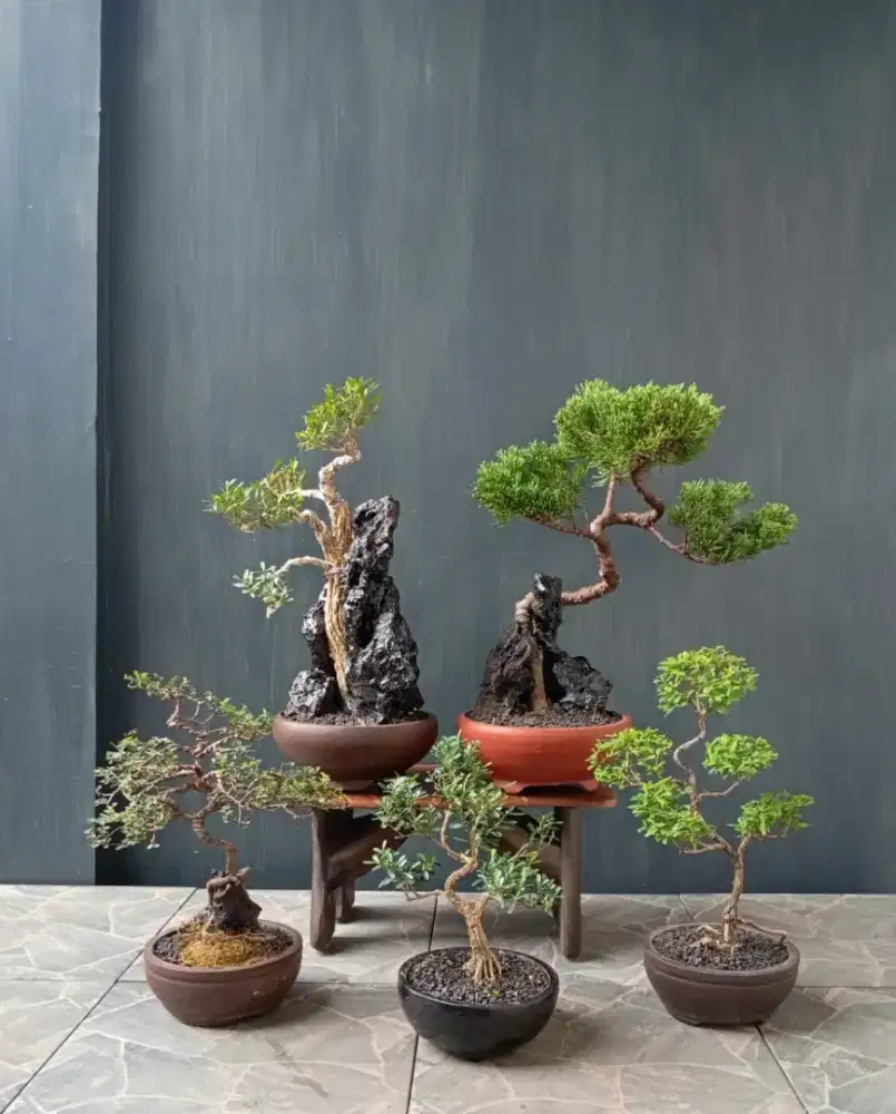 Borong  murah mini bonsai 5 pohon