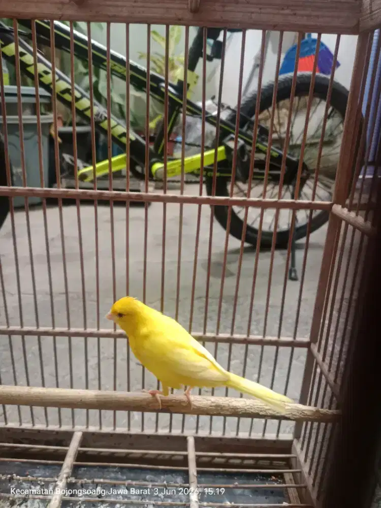 Burung Kenari Lokal jantan Gacor