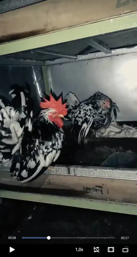 Pair chabo thailand black mottled istimewa sudah produk