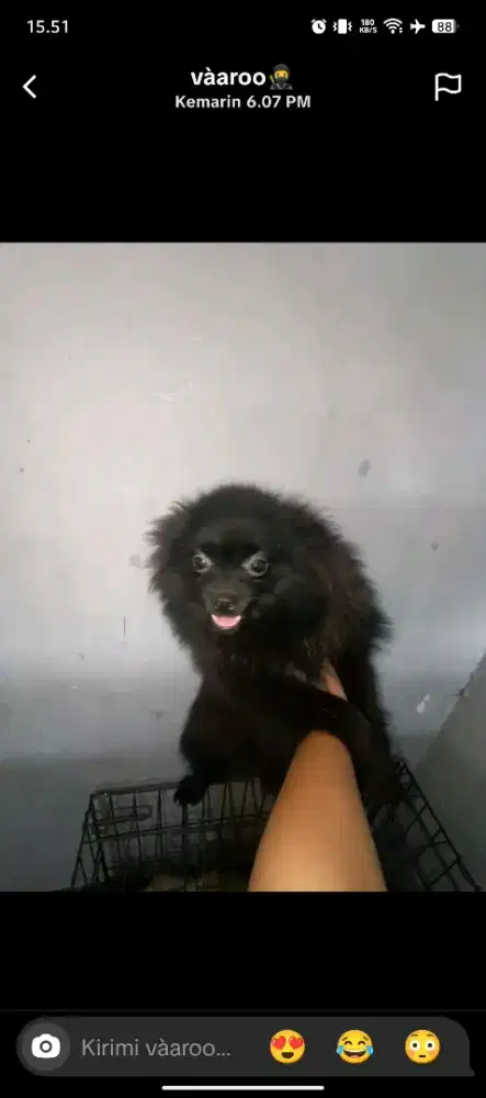 Sepasang minipom