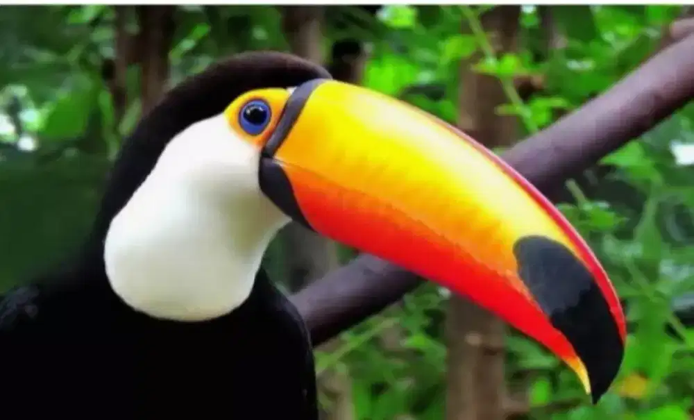 Burung Toco Toucan import Sepasang Dna