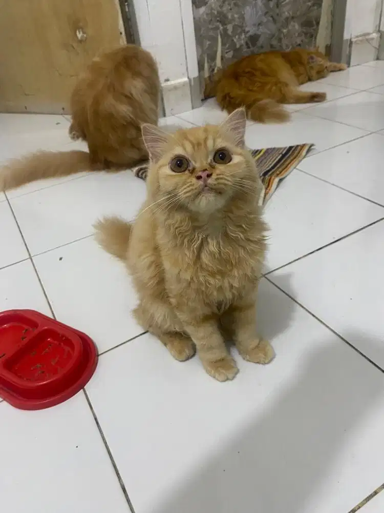 kitten oyen betina