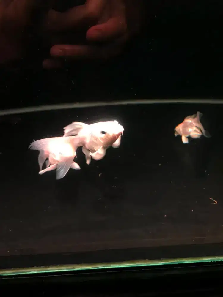 Ikan koi hudielong