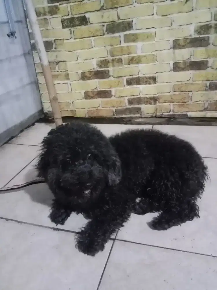 Anjing toy poddel