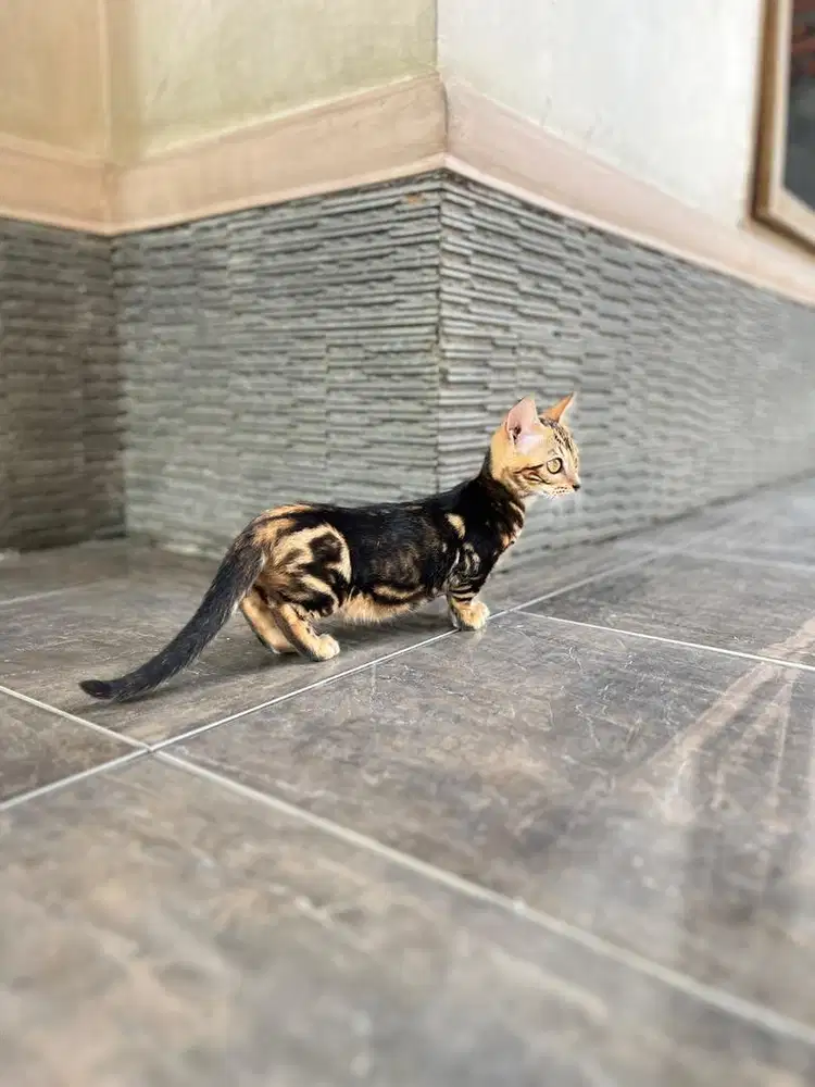 Kucing munchkin genetta cebol kitten top standar