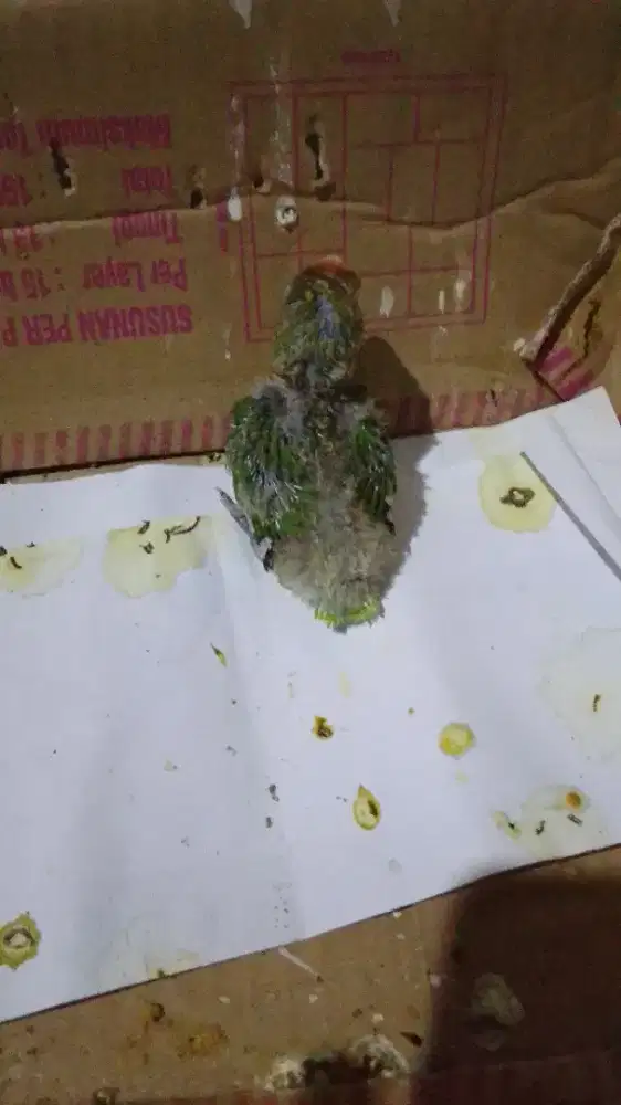 Lovebird lolohan murah