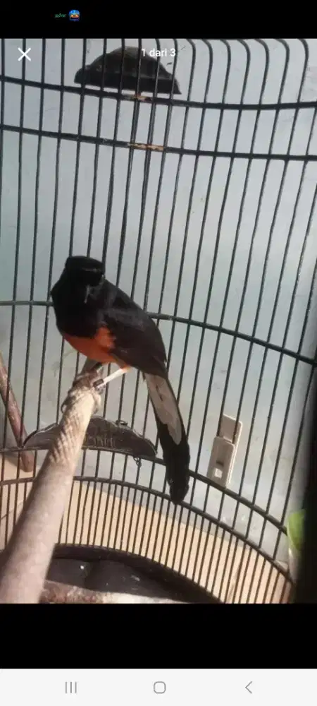 Dijual burung murai