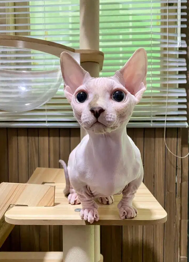 Kucing bambino sphynx