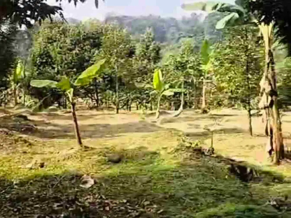JUAL TANAH KEBUN DURIAN PTODUKTIF  VIEW INDAH TEPI SUNGAI PEKALONGAN