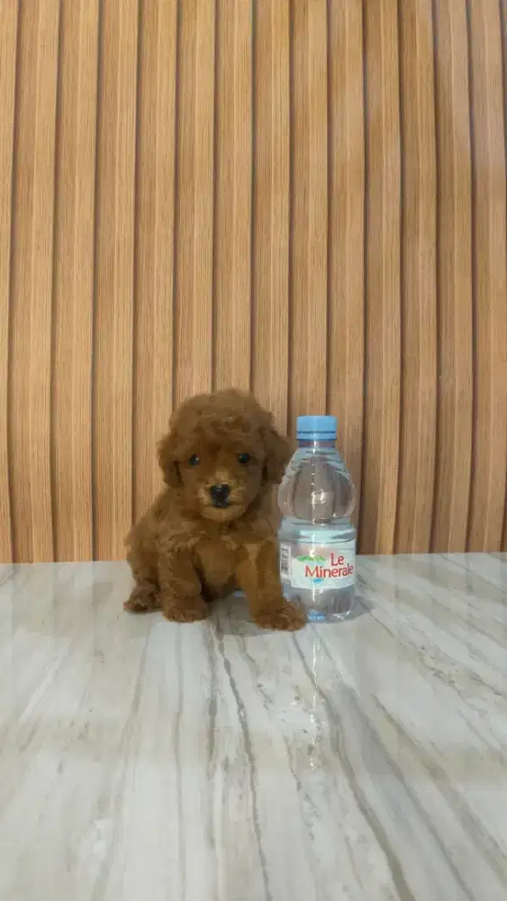 Poodle size tiny