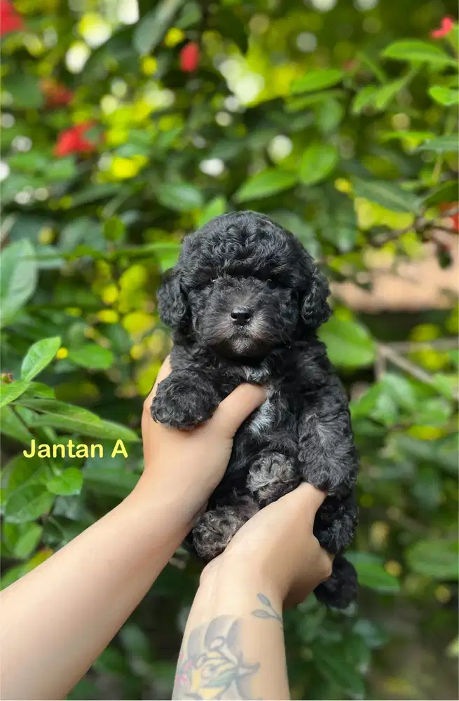Toy poodle light silver