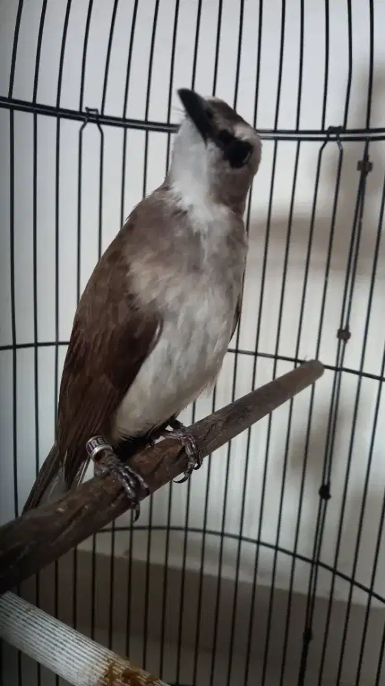 Burung Trucukan Jinak Rawatan Ring