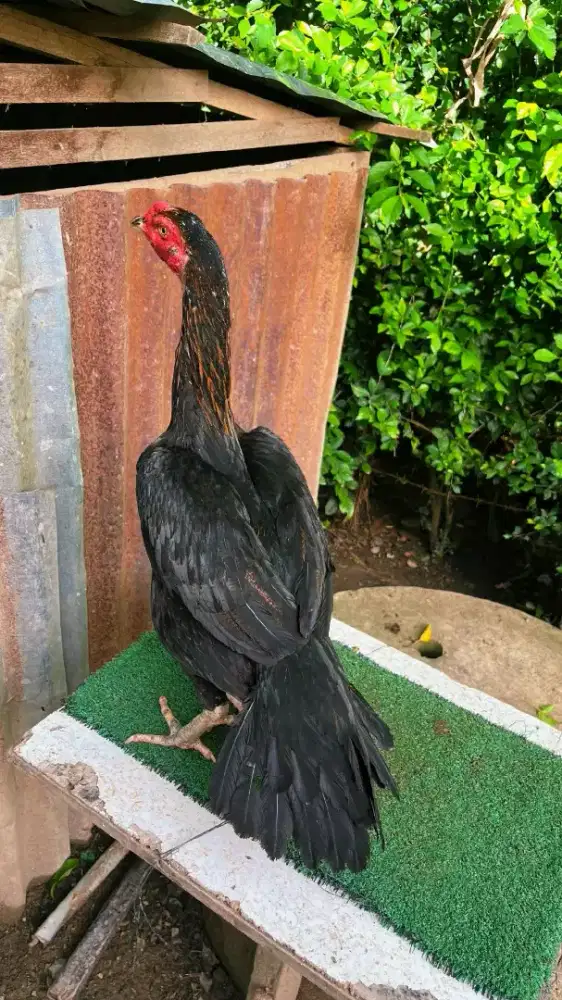 Indukan ekor lidi