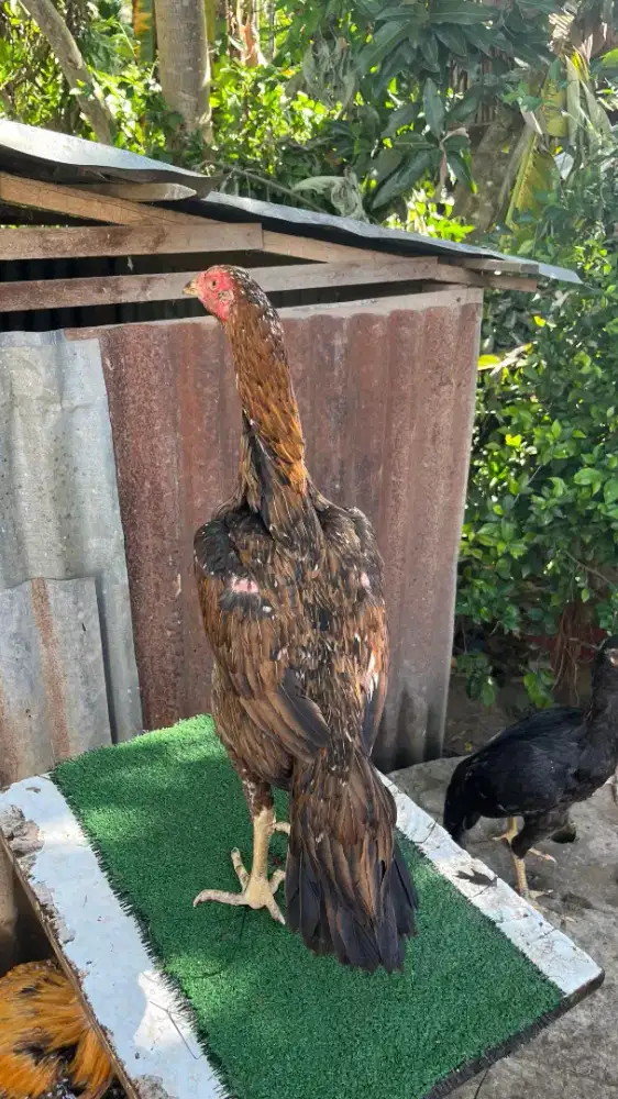Indukan ekor lidi