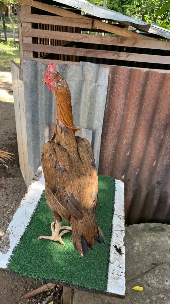 Indukan ekor lidi wilah