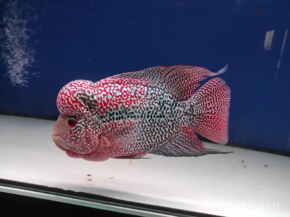 Ikan Louhan Cencu