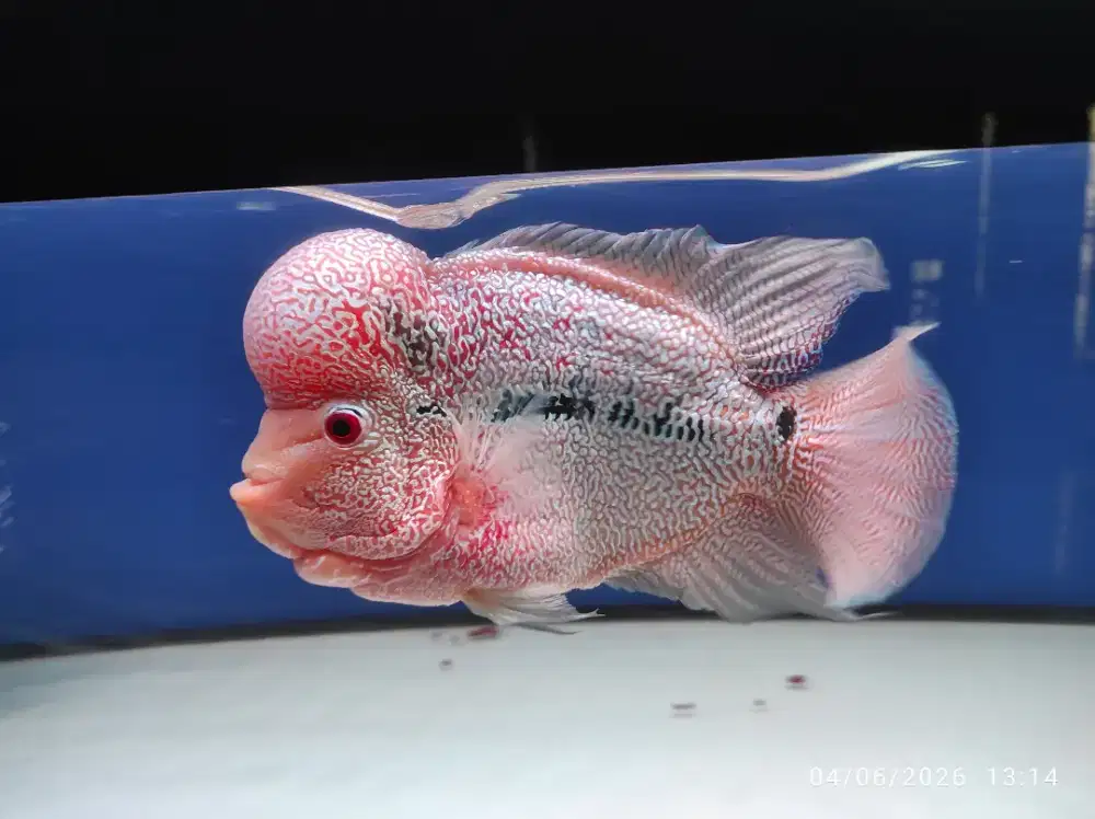 Ikan Louhan Cencu 03