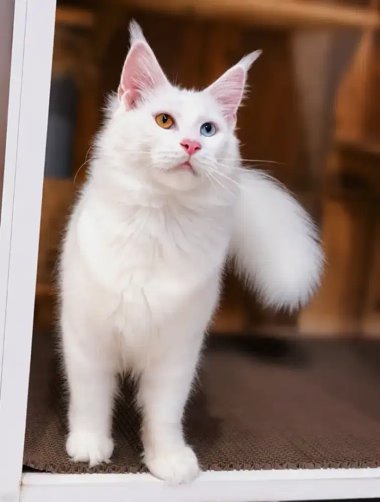 Kucing kitten mainecoon betina odd eyes NP