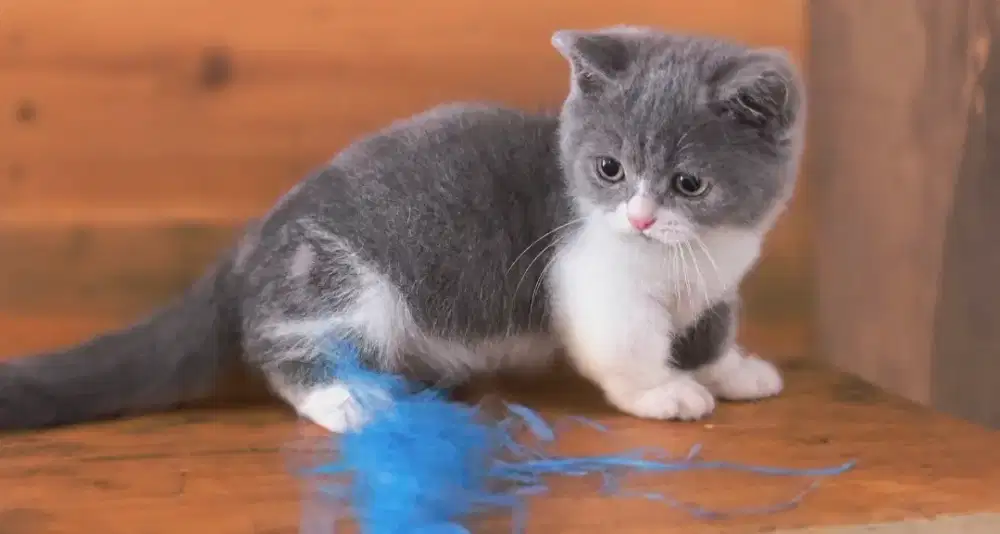 Kucing kitten munchkin bsh jantan bico blue