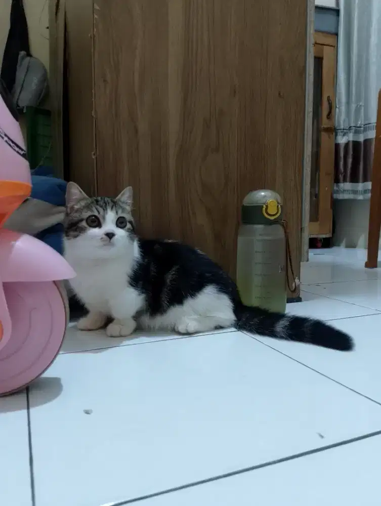 Kucing Munchkin Scotish straight/kaki pendek shorthair/cebol BSH