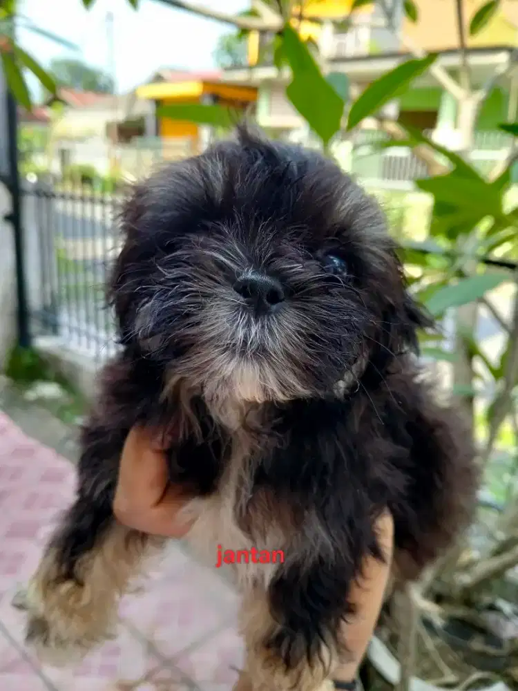 Anakan Mix Ras Kecil