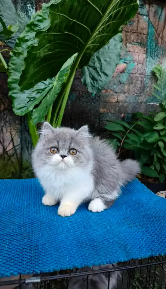 Peaknose betina jantan