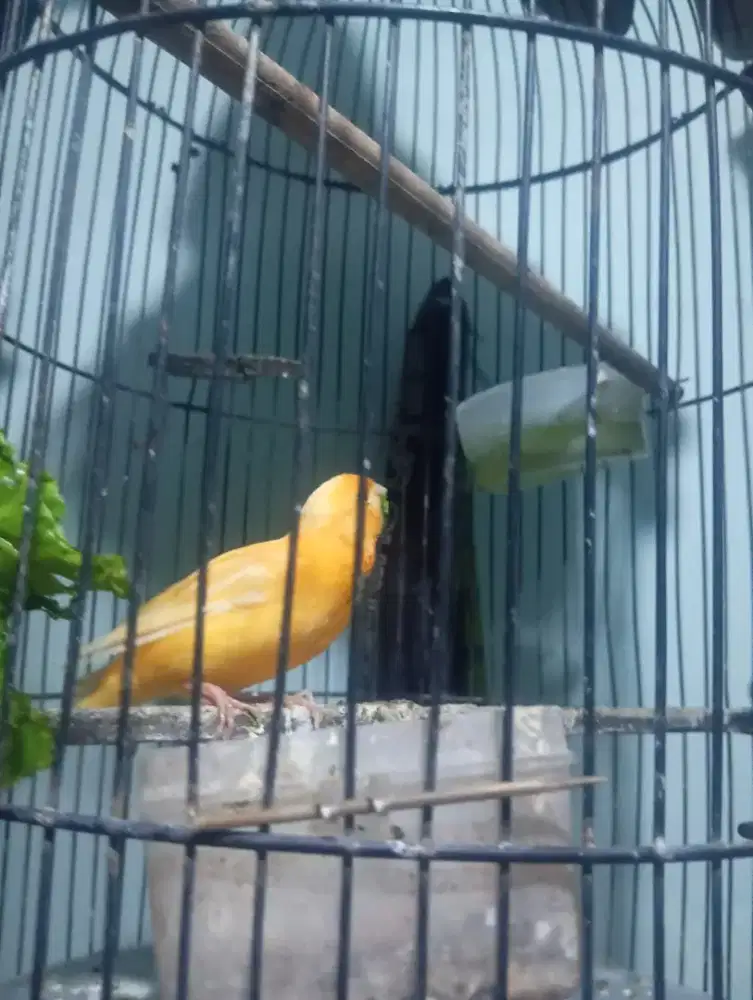 Jual Kenari jantan