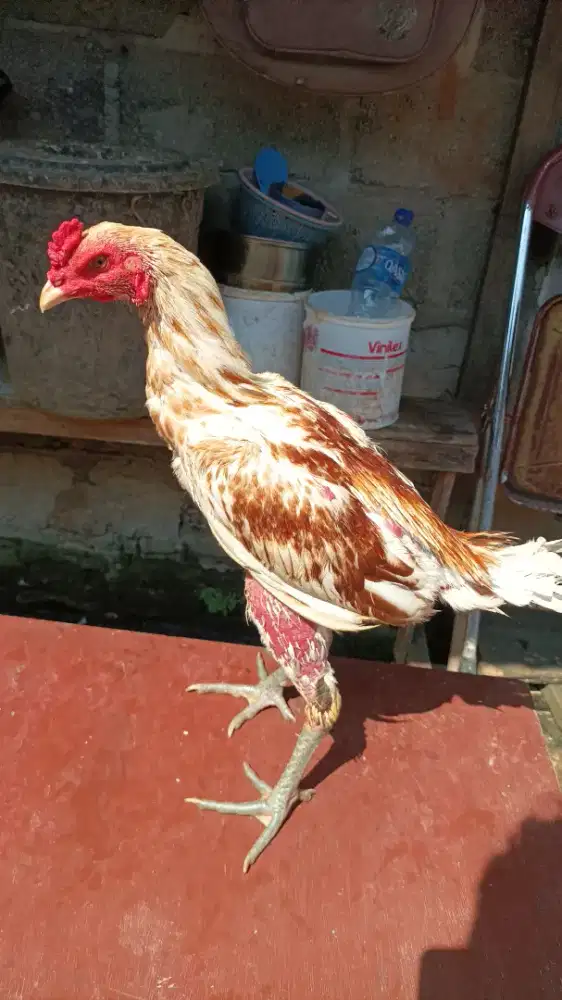 Ayam Bangkok khoygon x plucker