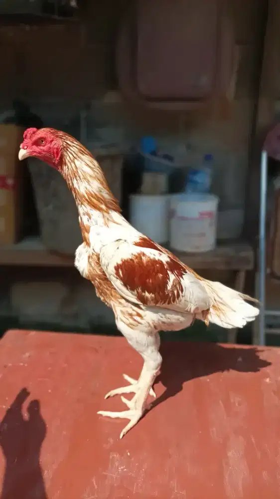 Ayam Bangkok pakhoy x plucker