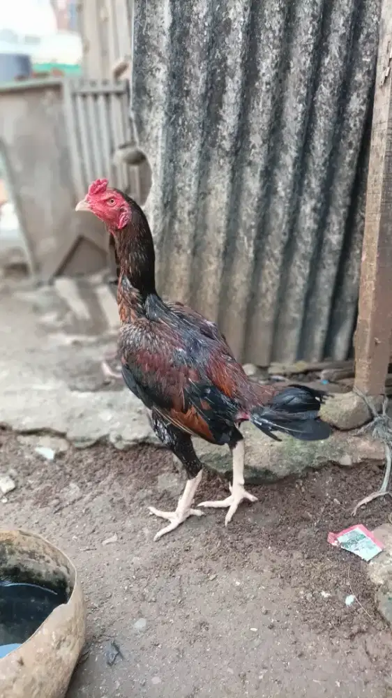 Ayam Bangkok pama