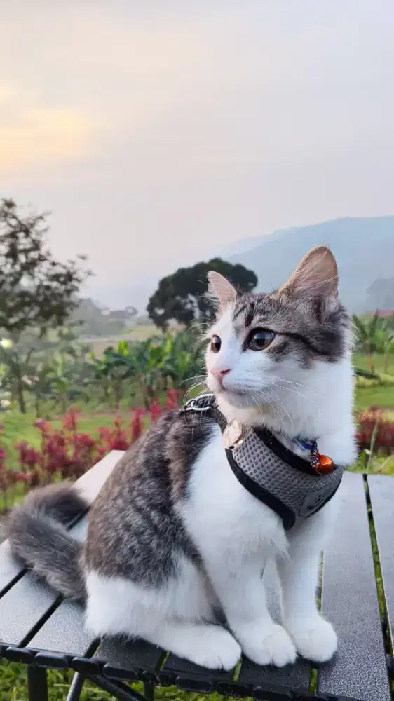 Open Adopt Kucing Jantan Mix