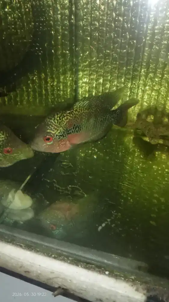 Louhan Srd Female