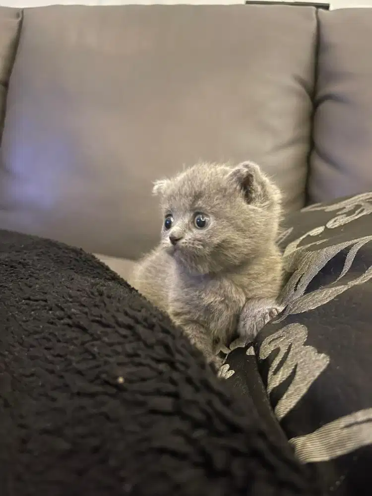 Kucing kitten bsh shorthair