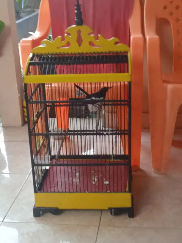 Kacer karjo ( jawa dada hitam)
