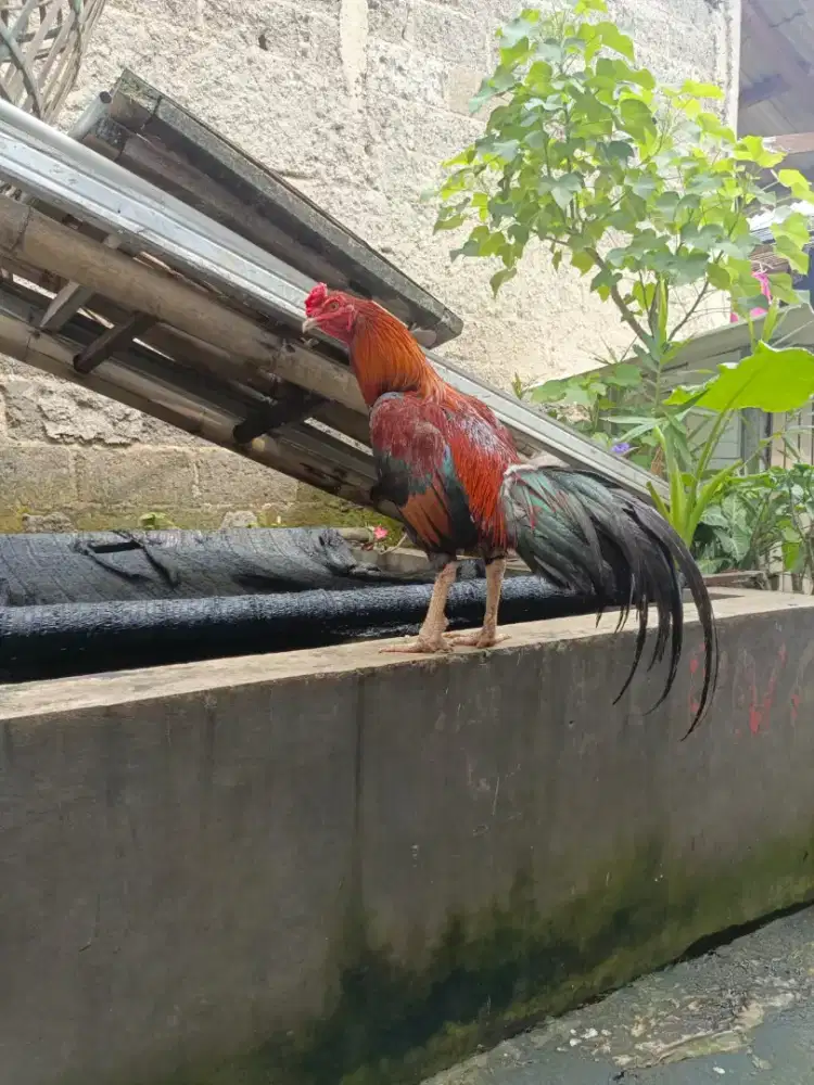 Ayam Pama usia 10 bulan..
