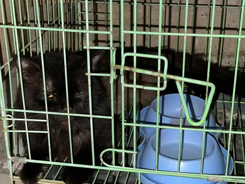 GRATIS Lepas adopsi kucing anggora