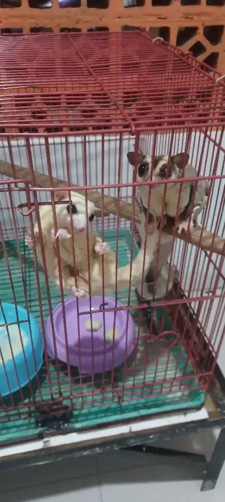 Lepas Adopsi sepasang sugar glider wf x leu