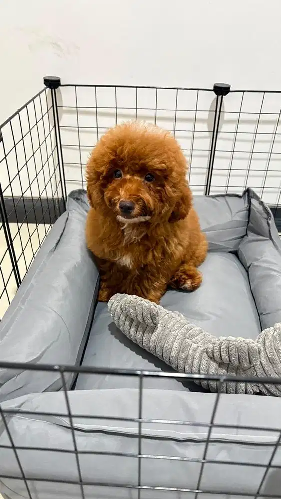 Jual Toy Poodle