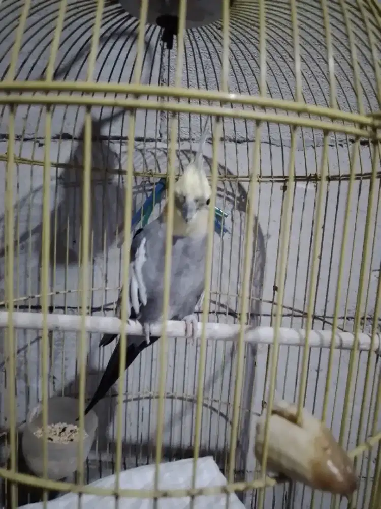 JUAL BURUNG FALK WARNA ABU-ABU