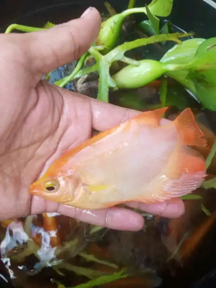 Nila merah ukuran 2 jarian