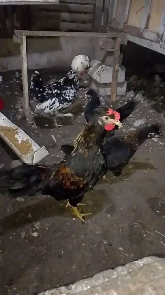 ayam poland atau ayam hias