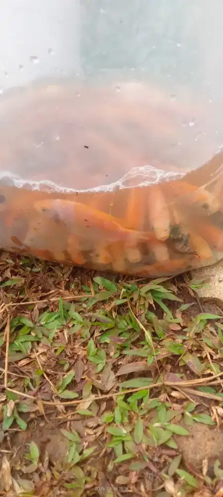 Nila merah ukuran 2 jarian