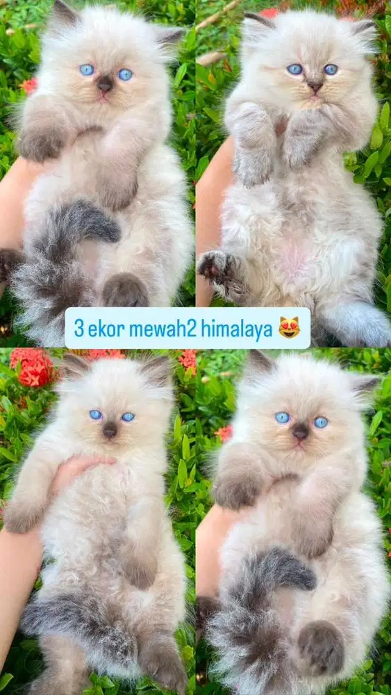 Kucing himalaya pure asli