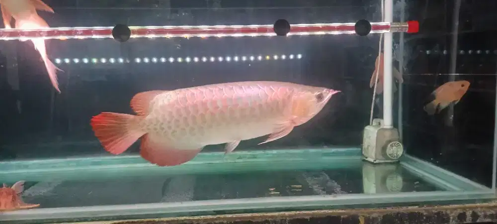 Arowana super red jumbo 55cm