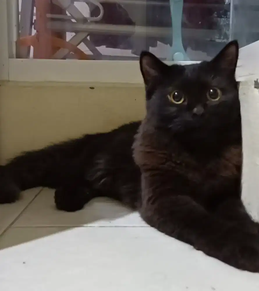 Kucing hitam Persia