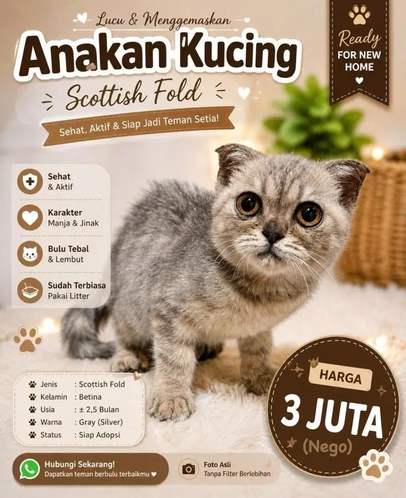 Anak Scotish Fold Betina Lucu